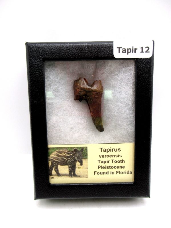 Genuine Pleistocene Age Taprius veroensis Tooth Specimen from Florida for Sale #12