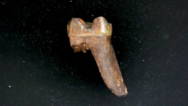 Genuine Pleistocene Age Taprius veroensis Tooth Specimen from Florida for Sale #12a