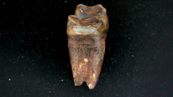 Genuine Pleistocene Age Taprius veroensis Tooth Specimen from Florida for Sale #12b