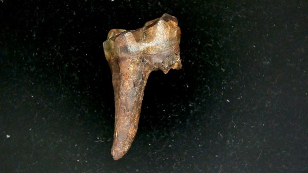 Genuine Pleistocene Age Taprius veroensis Tooth Specimen from Florida for Sale #12c