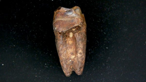 Genuine Pleistocene Age Taprius veroensis Tooth Specimen from Florida for Sale #12d