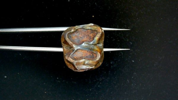 Genuine Pleistocene Age Taprius veroensis Tooth Specimen from Florida for Sale #12e
