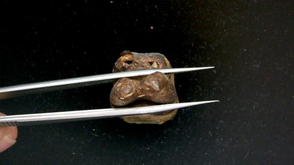 Genuine Pleistocene Age Taprius veroensis Tooth Specimen from Florida for Sale #12f