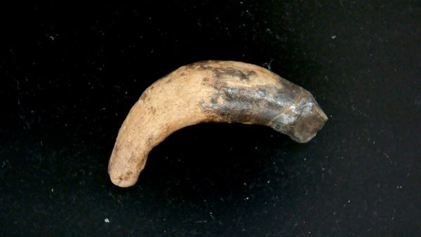 Genuine Pleistocene Age Taprius veroensis Tooth Specimen from Florida for Sale #19a