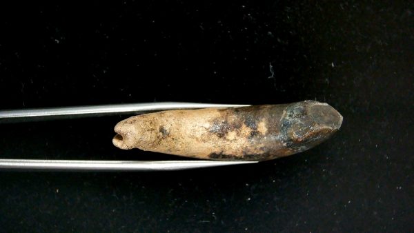 Genuine Pleistocene Age Taprius veroensis Tooth Specimen from Florida for Sale #19b