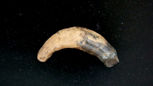 Genuine Pleistocene Age Taprius veroensis Tooth Specimen from Florida for Sale #19c