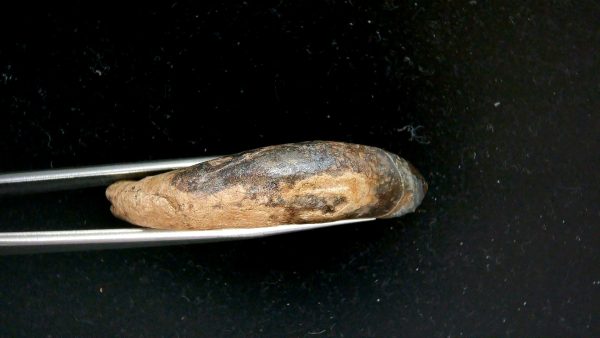Genuine Pleistocene Age Taprius veroensis Tooth Specimen from Florida for Sale #19d