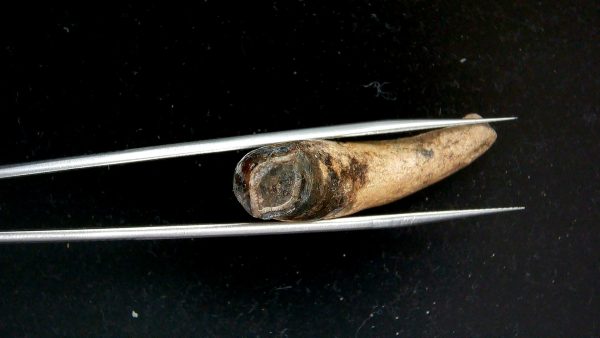 Genuine Pleistocene Age Taprius veroensis Tooth Specimen from Florida for Sale #19e