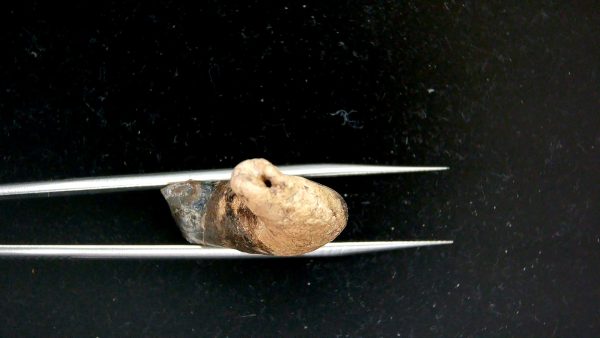 Genuine Pleistocene Age Taprius veroensis Tooth Specimen from Florida for Sale #19f