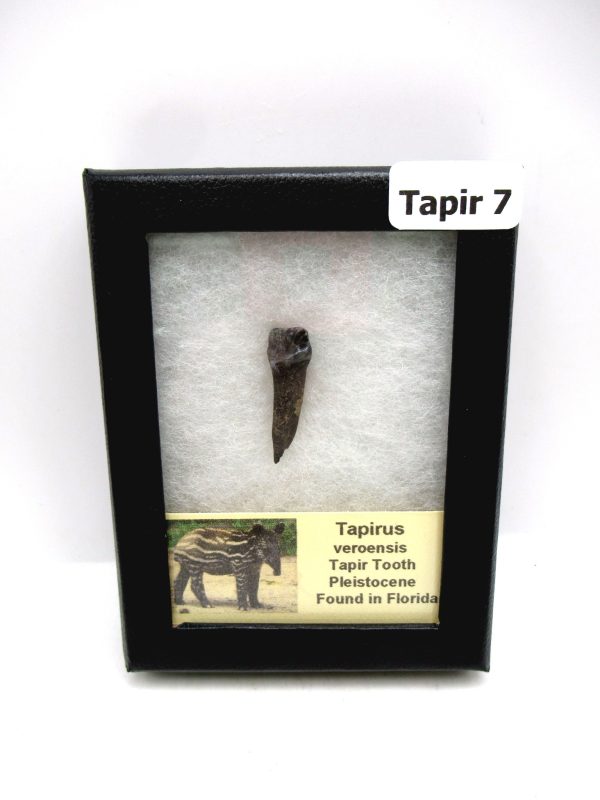 Genuine Pleistocene Age Taprius veroensis Tooth Specimen from Florida for Sale #7