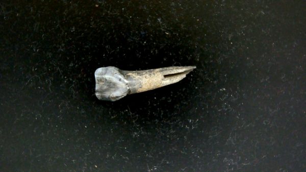 Genuine Pleistocene Age Taprius veroensis Tooth Specimen from Florida for Sale #7a