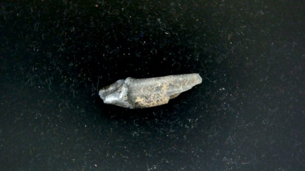 Genuine Pleistocene Age Taprius veroensis Tooth Specimen from Florida for Sale #7b
