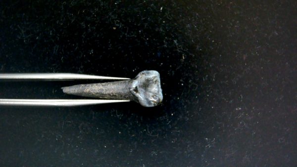 Genuine Pleistocene Age Taprius veroensis Tooth Specimen from Florida for Sale #7c