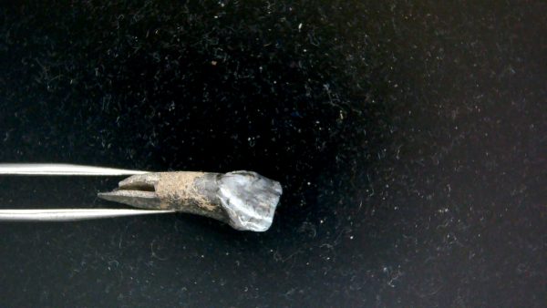Genuine Pleistocene Age Taprius veroensis Tooth Specimen from Florida for Sale #7d