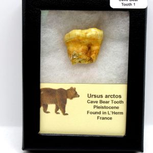 Cave Bear Tooth - L'Herm France #1