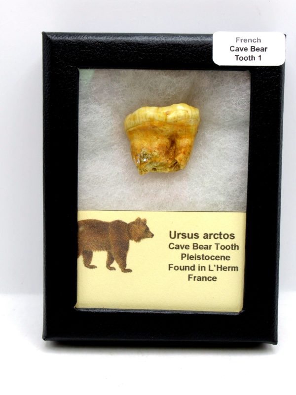 Cave Bear Tooth - L'Herm France #1