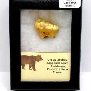 Cave Bear Tooth - L'Herm France #10