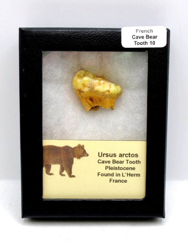 Cave Bear Tooth - L'Herm France #10