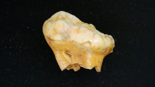 Cave Bear Tooth - L'Herm France #10 - Image 2
