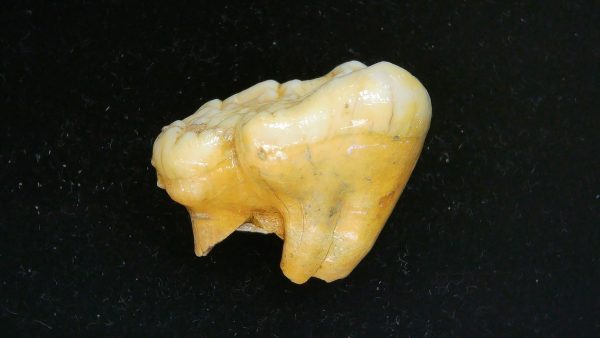 Cave Bear Tooth - L'Herm France #10 - Image 5