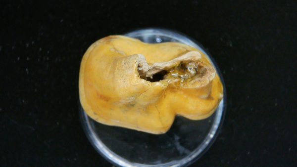 Cave Bear Tooth - L'Herm France #10 - Image 3