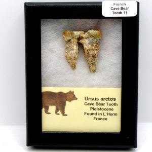 Cave Bear Tooth - L'Herm France #11
