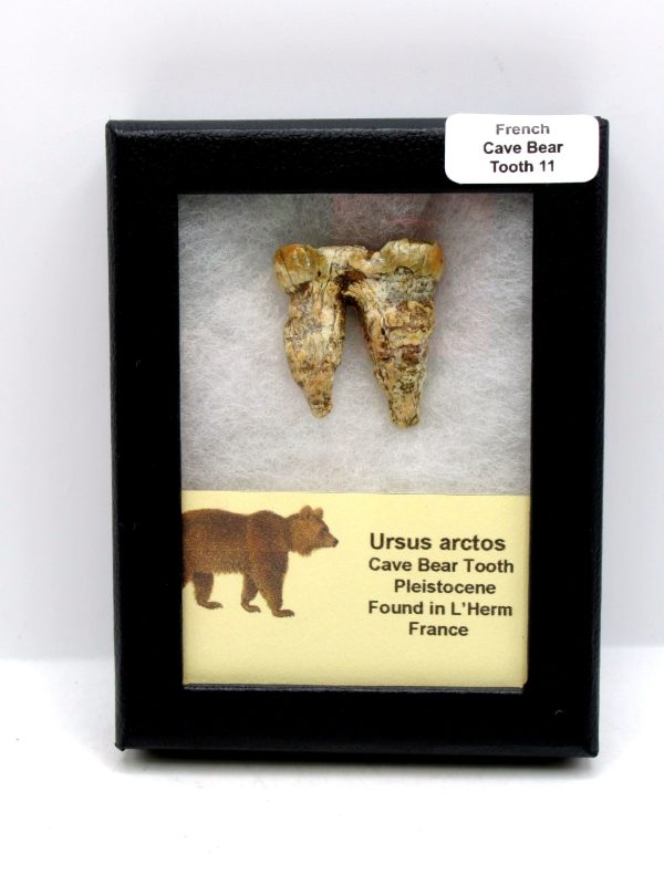 Cave Bear Tooth - L'Herm France #11