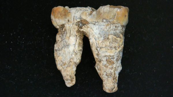 Cave Bear Tooth - L'Herm France #11 - Image 2