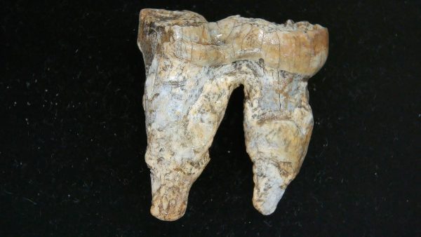 Cave Bear Tooth - L'Herm France #11 - Image 5