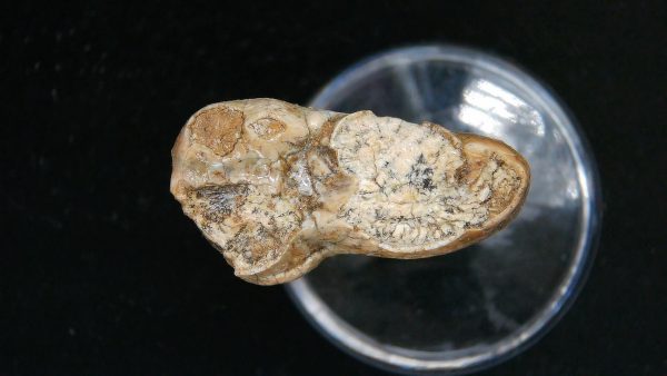 Cave Bear Tooth - L'Herm France #11 - Image 4