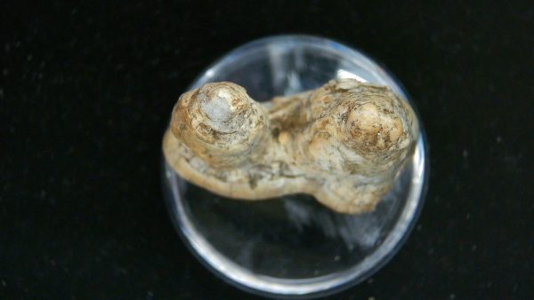 Cave Bear Tooth - L'Herm France #11 - Image 3