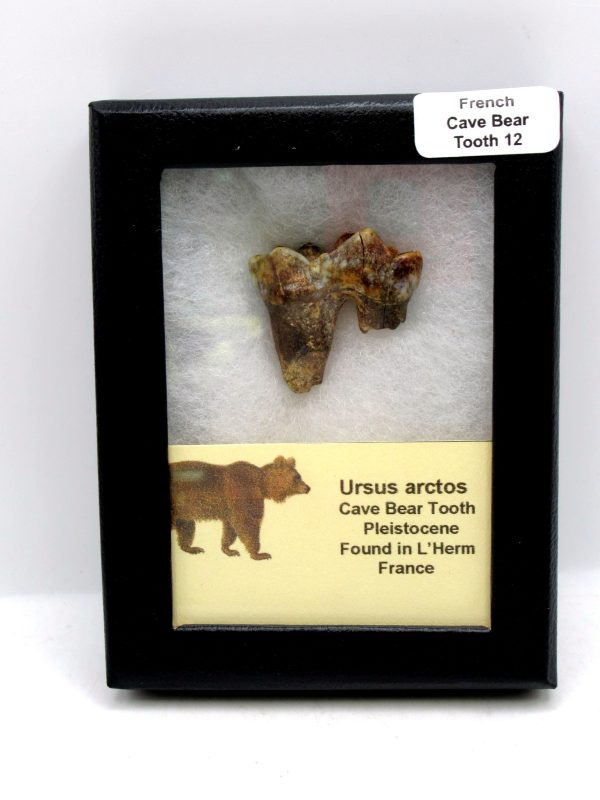 Cave Bear Tooth - L'Herm France #12