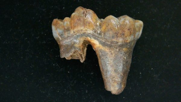 Cave Bear Tooth - L'Herm France #12 - Image 2