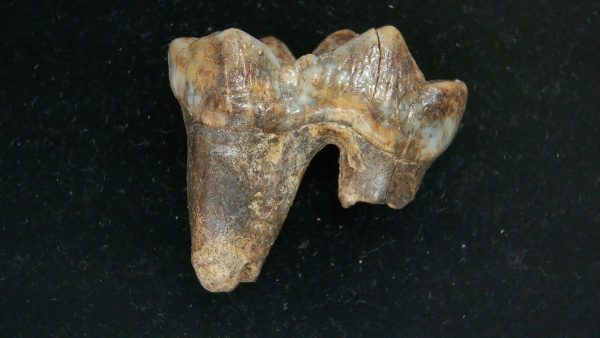 Cave Bear Tooth - L'Herm France #12 - Image 5