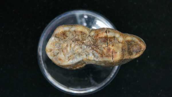 Cave Bear Tooth - L'Herm France #12 - Image 4