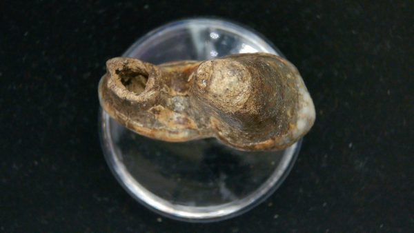 Cave Bear Tooth - L'Herm France #12 - Image 3