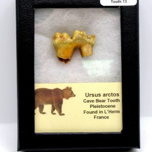 Cave Bear Tooth - L'Herm France #13
