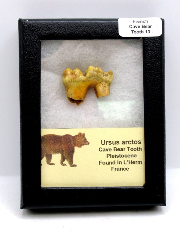 Cave Bear Tooth - L'Herm France #13