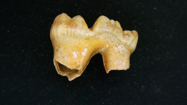 Cave Bear Tooth - L'Herm France #13 - Image 2