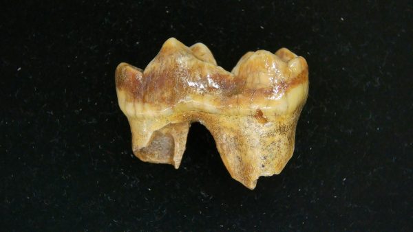 Cave Bear Tooth - L'Herm France #13 - Image 5