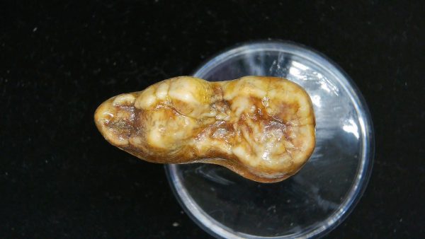 Cave Bear Tooth - L'Herm France #13 - Image 4