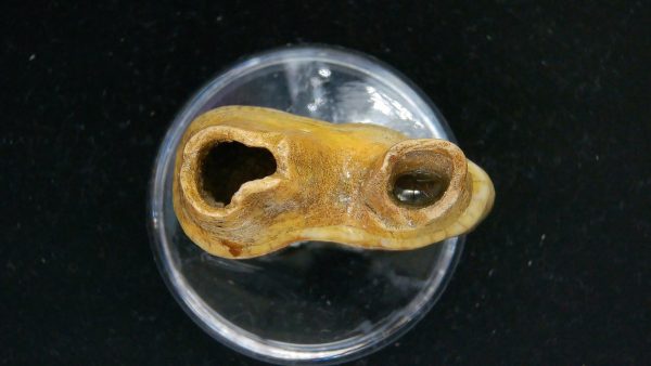 Cave Bear Tooth - L'Herm France #13 - Image 3