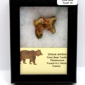 Cave Bear Tooth - L'Herm France #14