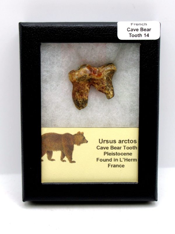 Cave Bear Tooth - L'Herm France #14