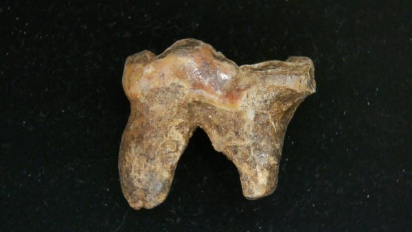 Cave Bear Tooth - L'Herm France #14 - Image 2