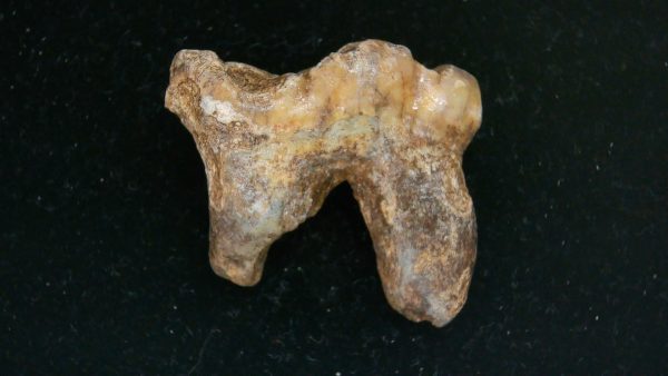 Cave Bear Tooth - L'Herm France #14 - Image 5