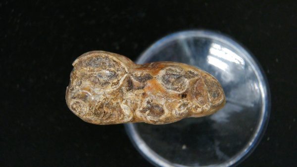 Cave Bear Tooth - L'Herm France #14 - Image 4