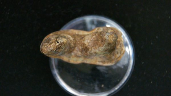 Cave Bear Tooth - L'Herm France #14 - Image 3