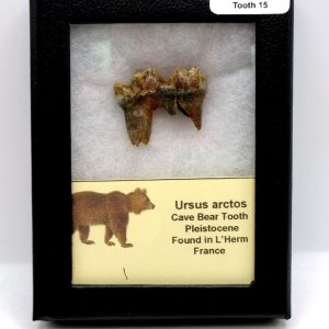Cave Bear Tooth - L'Herm France #15