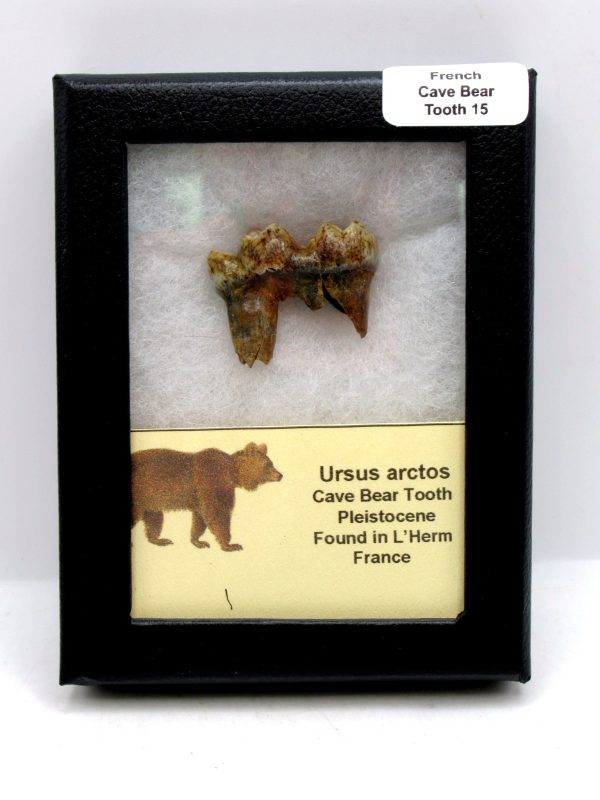 Cave Bear Tooth - L'Herm France #15
